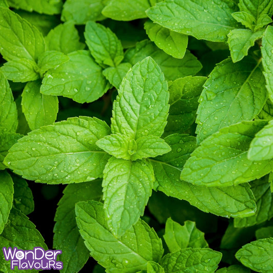 Peppermint Flavour: Liquid Concentrate for Food & Beverage Producers