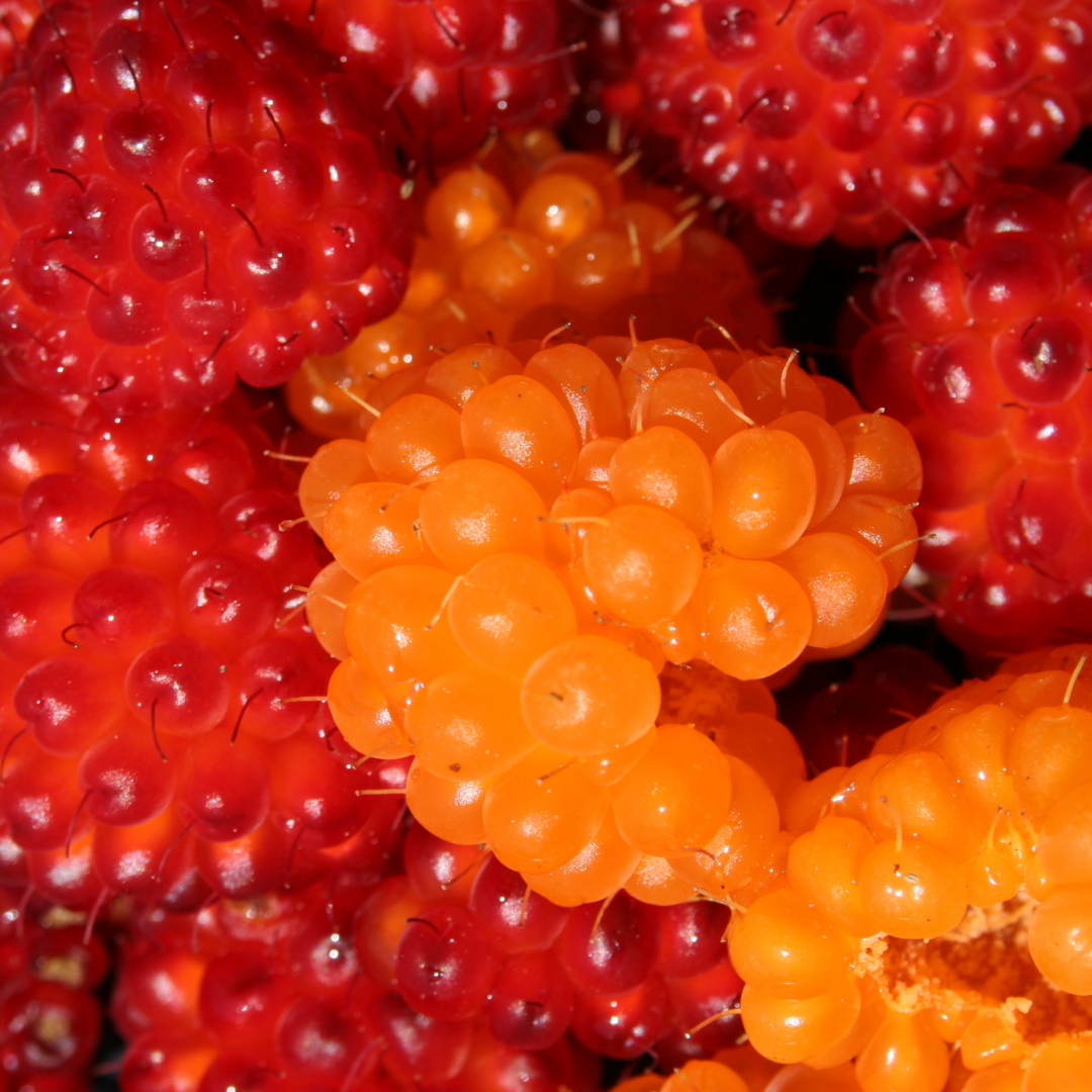 Alaskan Berries Flavour: Liquid Concentrate for Food & Beverage Producers