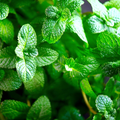 Double Mint Flavour: Liquid Concentrate for Food & Beverage Producers