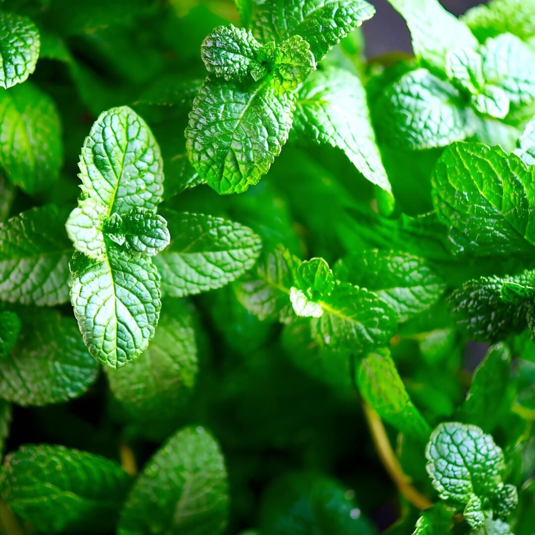 Double Mint Flavour: Liquid Concentrate for Food & Beverage Producers