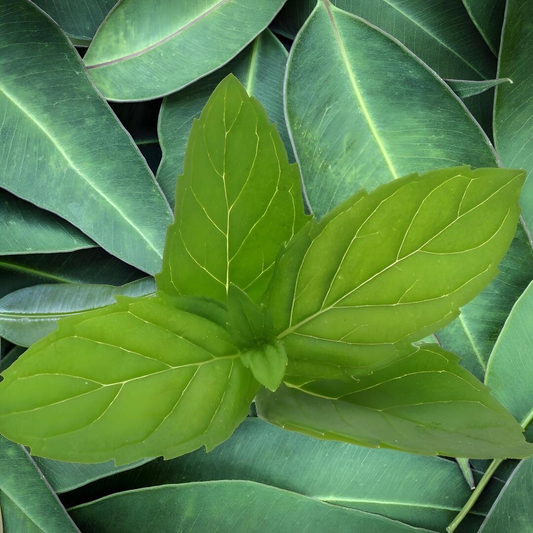 Eucalyptus Mint Flavour: Liquid Concentrate for Food & Beverage Producers