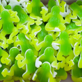Frog Gummy Candy (Peach) Flavour: Liquid Concentrate for Food & Beverage Producers