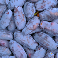 Honeyberry Flavour: Liquid Concentrate for Food & Beverage Producers