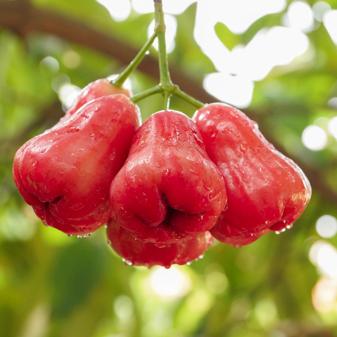 Natural Thai Apple Flavour: Liquid Concentrate for Food & Beverage Producers