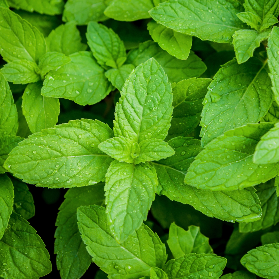 Peppermint Flavour: Liquid Concentrate for Food & Beverage Producers
