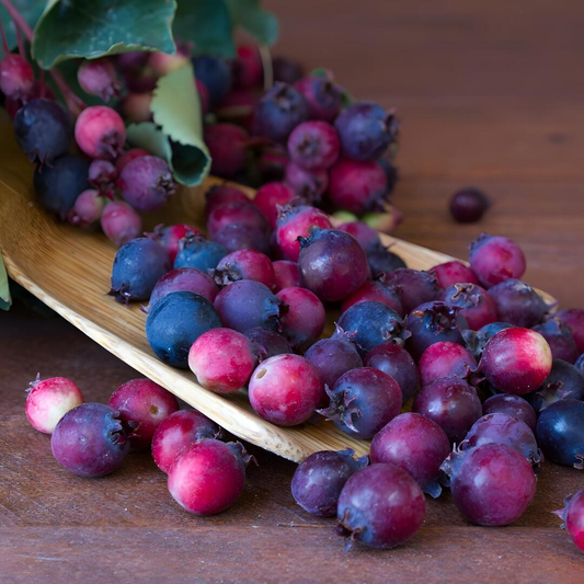 Saskatoon Berries Flavour: Liquid Concentrate for Food & Beverage Producers