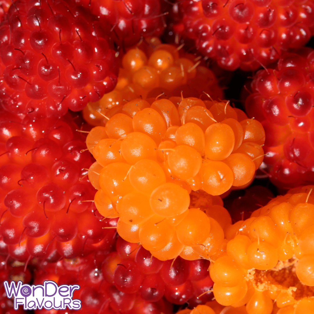 Alaskan Berries SC - Flavour Concentrate - Wonder Flavours