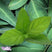 Eucalyptus Mint SC - Flavour Concentrate - Wonder Flavours